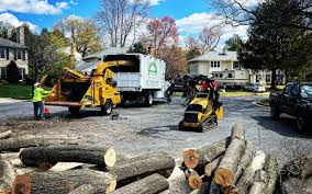 How Our Tree Care Process Works  in  Mackinaw, IL